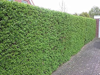 Schwarzgrüner Liguster 30 Stück 6080 cm Höhe für 7 m Hecke Ligustrum