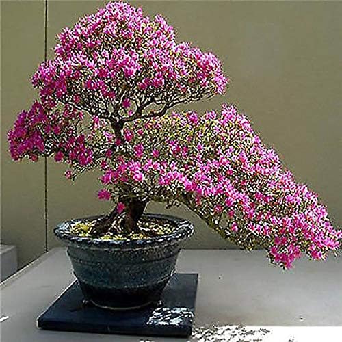 Portal Cool Sakura Seeds Growing Bonsai Tree Japanese Bonsai Chinese Cherry Blossom Bonsai Amazon Ca Patio Lawn Garden