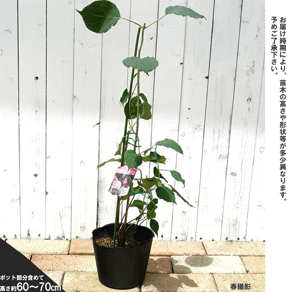 Amazon ピンクのアナベル アメリカアジサイ 4号ポット苗 鉢 プランター