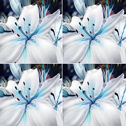 1 Bag Blue Heart Lily Plant Seeds, Fragrance Lily Flower Seeds Plant for Home Garden Potted Bonsai Planting Decor - Thumbnail 2