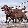 MEKEET-Bungee-Double-Dog-Coupler-Lead-No-Tangle-Two-2-Dog-Leash-and-Splitter-for-Walking-Puppy-Small-Medium-Large-dog-Black Bungee Double Dog Lead No Tangle Two 2 Dog Leash Coupler, For Walking Puppy, Small, Medium, Large dog, Adjustable 19.6…