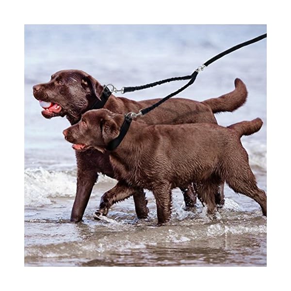 MEKEET-Bungee-Double-Dog-Coupler-Lead-No-Tangle-Two-2-Dog-Leash-and-Splitter-for-Walking-Puppy-Small-Medium-Large-dog-Black Bungee Double Dog Lead No Tangle Two 2 Dog Leash Coupler, For Walking Puppy, Small, Medium, Large dog, Adjustable 19.6…