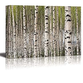 Canvas Prints Wall Art - Grove of Birch Trees with Green Leaves in Spring | Modern Wall Decor/Home Decoration Stretched Gallery Canvas Wrap Giclee Print. Ready to Hang - 12" x 18"
