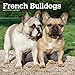 French Bulldogs 2019 12 x 12 Inch Monthly Square Wall Calendar, Animals Dog Breeds French (Multiling by 