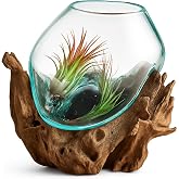 OMA Molten Glass on Driftwood &ndash; Hand-Blown Melted Glass Vase, Terrarium, or Planter for Coastal &amp; Boho Home D&eacute;cor (6"&ndash;7" High)