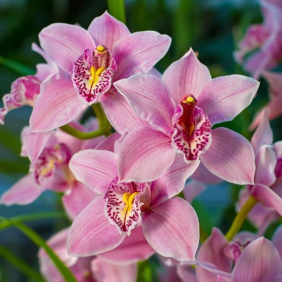 Cymbidium Orchid Pink in 12cm Pot, 50-60cm Tall: Amazon.co.uk: Garden