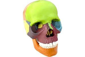 LYOU Human Skull Model for Learning (15 Part Exploded Skull Model)