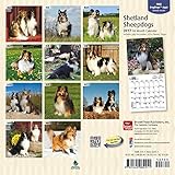 Image de Shetland Sheepdogs 2017 Mini 7X7 (Multilingual Edition)