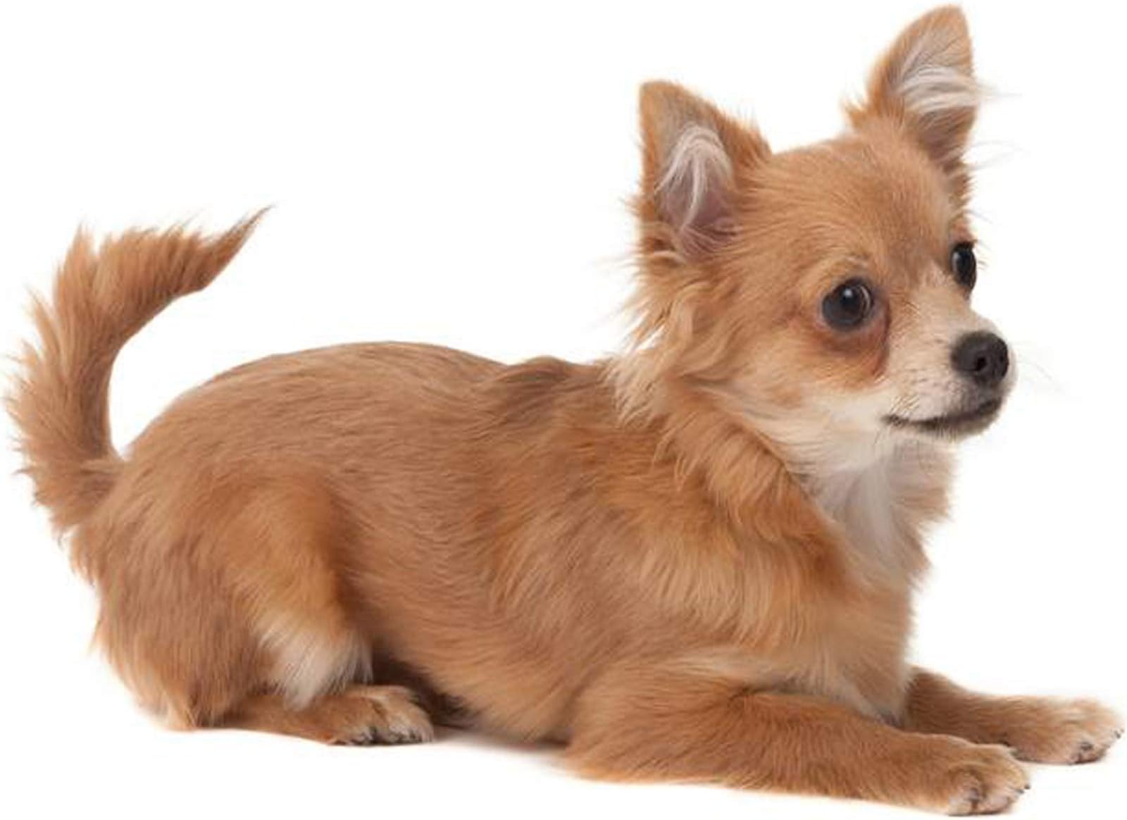 39" Dog Bed Large Foam Dog Bed Mat Washable Mattress with Pillow Machine Washable Cover (L, Lilac Grey 2" Thickness)