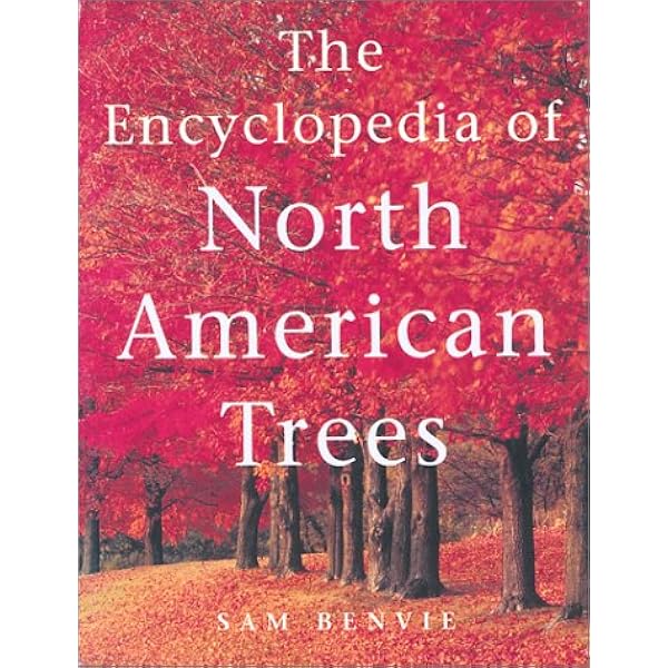 Types Of Trees In The North At Eunice King Blog - Foto 3