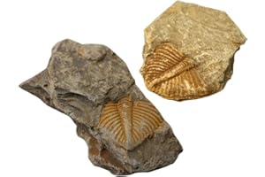 Generic Specimens Trilobite Model Set 2Pcs Educational Science Decor for Kids Creative Learning and Party Table Adornment