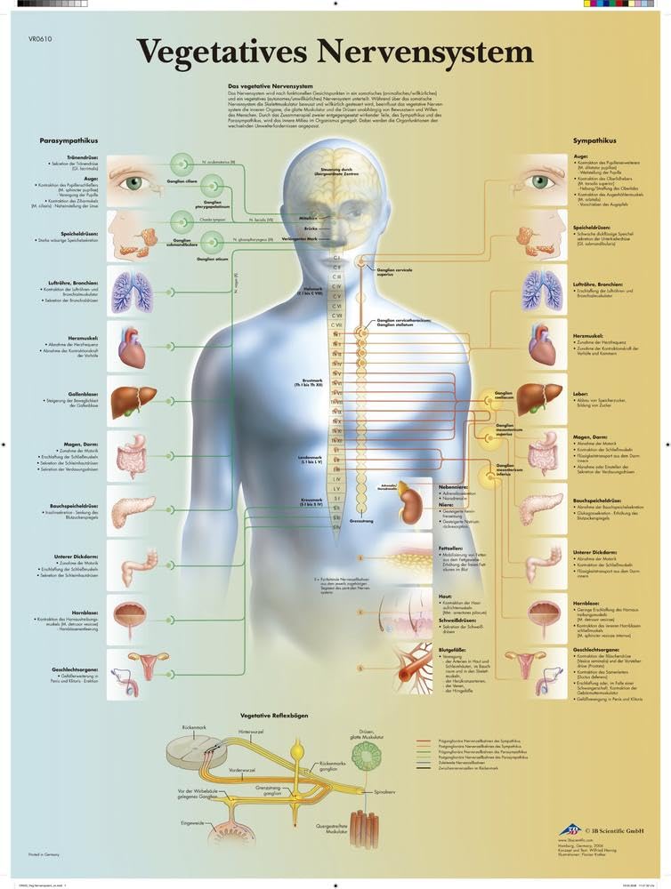3B Scientific – Laminated Human Eye Chart – UV & Dust-Protected Anatomy Poster for Study, Teaching & Clinics