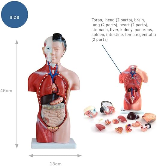 Amazon Com Human Female Torso Anatomical Model 15 Parts 42cm Medical Teaching Training Aid Sports Outdoors