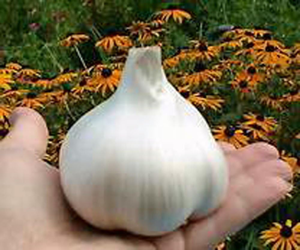 Elephant Garlic, 1 Huge Bulb! Great for Planting, Eating or Cooking! Non GMO, Organic. Milder Tasting Garlic