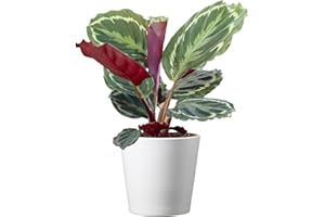 American Plant Exchange Calathea Medallion - 6-Inch with Pot Cover – Live Pet-Friendly Indoor Houseplant with Wavy Green Leaves for Low-Light Homes, Offices, Bedrooms & Shelf Décor
