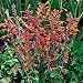 25 Agastache aurantiaca Seeds,TANGO ,Hummingbird Mint,Winter hardy to zone 5