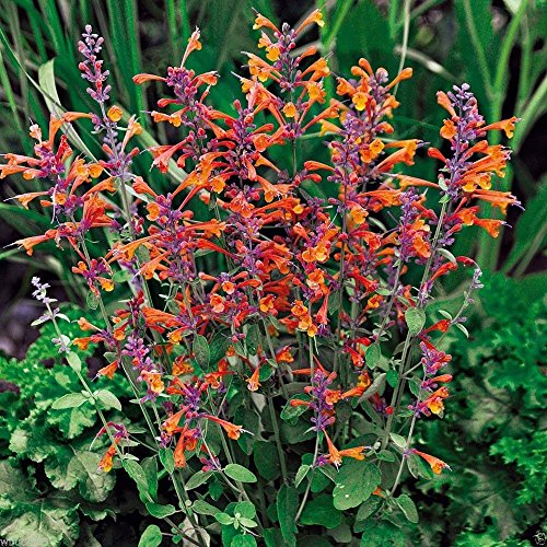 25 Agastache aurantiaca Seeds,TANGO ,Hummingbird Mint,Winter hardy to zone 5 25 Agastache aurantiaca Seeds,TANGO ,Hummingbird Mint,Winter hardy to zone 5