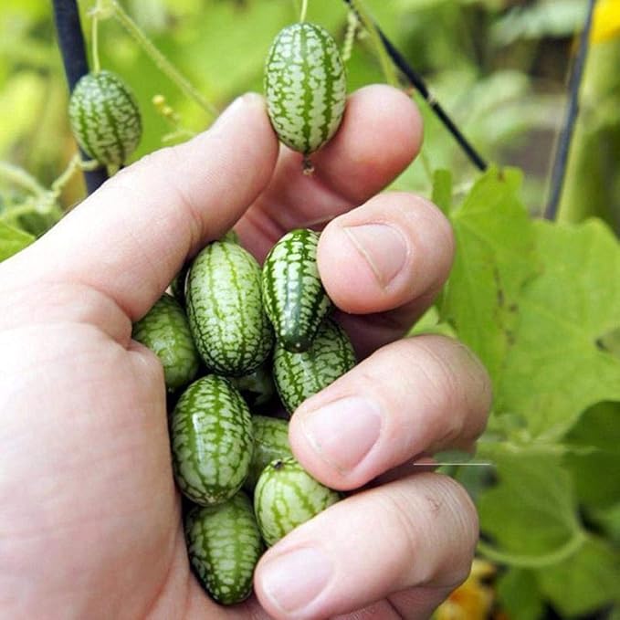 ZIXI Gartensaaten - 10/20 Stück Essbar Bio mini Wassermelone Samen ohne Kerne knackig saftig Minigurke Daumen Samen Kleine Fi