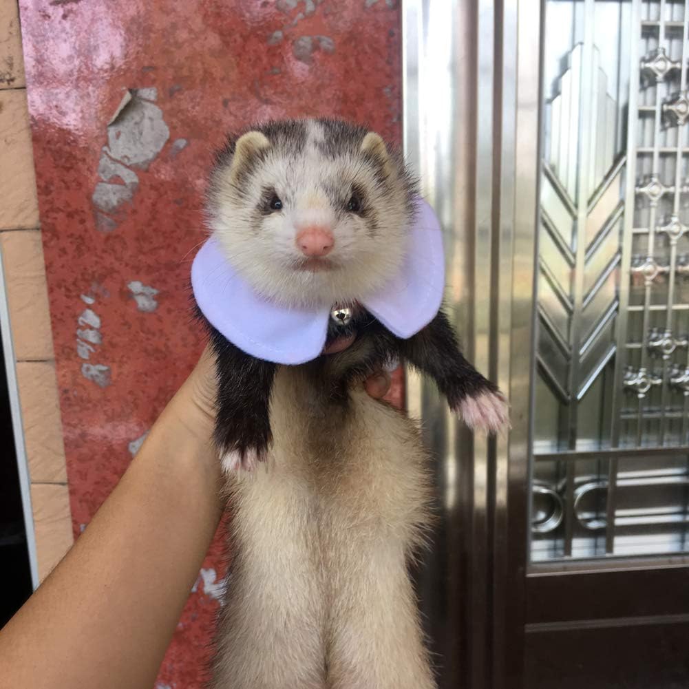 ferret accessories