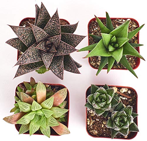 Shop Succulents | Haworthia Succulent Plants - Image 5