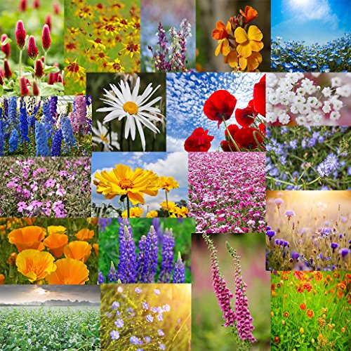 The Dirty Gardener Annual/Perennial Wildflower Seed Mix , 5 Pounds The Dirty Gardener Annual/Perennial Wildflower Seed Mix , 5 Pounds