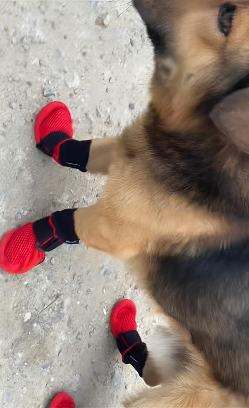 LONSUNEER Dog Shoes Soft and Lightweight, Dog Booties with Breathability Fabric, Dog Boots for Spring Summer and Fall Set of 4 Size Small Color Red