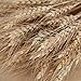 Golden Dried Wheat Sheaves 100 Stems Bundle Premium Autumn Arrangements Full Wholesale DIY Home Table Wedding Xmas Halloween Decoration