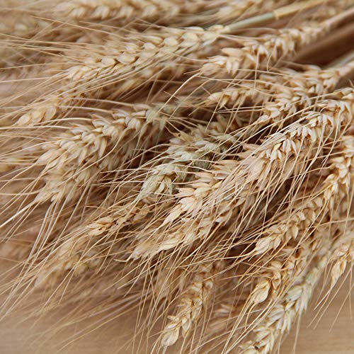 image for ABDQPC Golden Dried Wheat Sheaves 100 Stems Bundle Premium Autumn Arra
