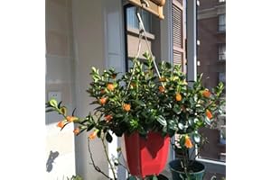 Goldfish Chlorophytum Seeds, Hardy Balcony Plants, Air-Purifying Houseplants, Winter-Hardy Balcony Plants, Perennial Hardy Pe