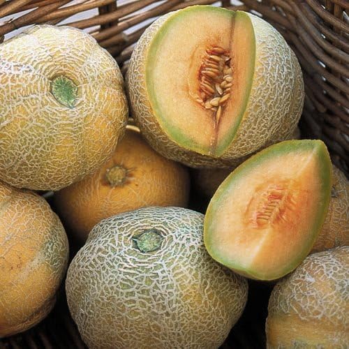 20 Seeds Bidwell Casaba Melon Cantaloupe Large Huge Massive 16 Lbs #EV1TM