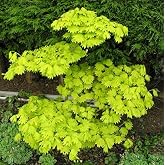 Jordan Japanese Fullmoon Maple Shirasawanum 2 - Year Live Plant