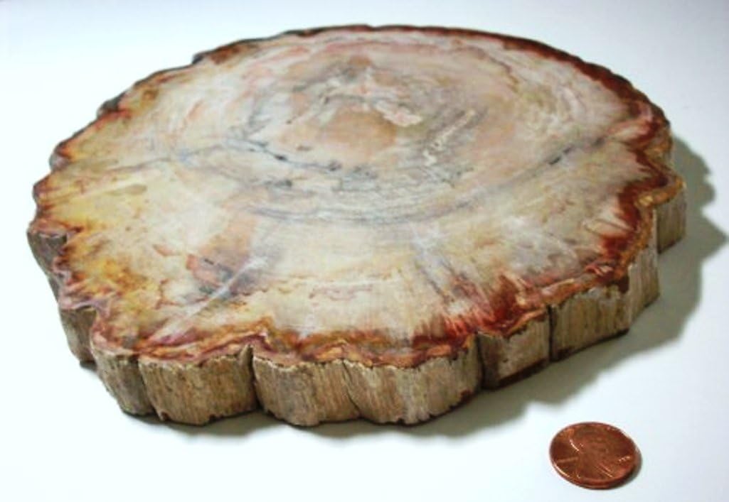 Indoor Fountains & Accessories - 7'' PETRIFIED LOG SLICE 1/2'' THICK. POLISHED