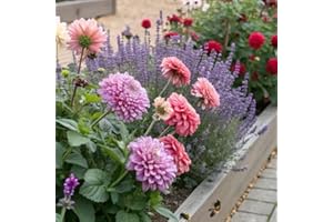 Dahlia Flower Seeds - 1000 Pcs | Dinnerplate ‘Café au Lait’ | Giant Blooms ，Pure Color, Non-GMO | Easy to Plany，Bulk Seeds fo