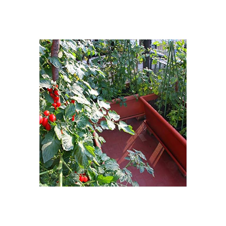 Sunnyglade 48” Plant Stakes Garden Tomato Sticks Plant Stakes