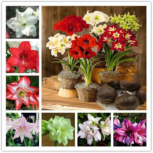 2 Bulbs Amaryllis Bulbs True Hippeastrum Bulbs Flowers,Barbados Lily Potted Home Garden Balcony Plant Bulbous (Not Seeds) 1