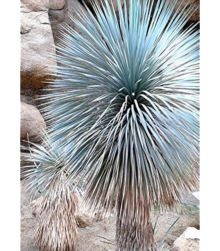 Amazon.com : Blue Yucca Tree Seeds for Planting (10 Seeds