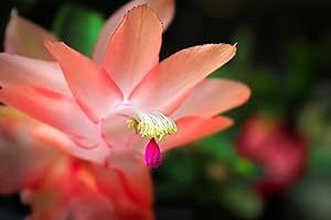 SUCCULENT ADDICTION 2" Peach Color Christmas Cactus Live Plant. (Peach)