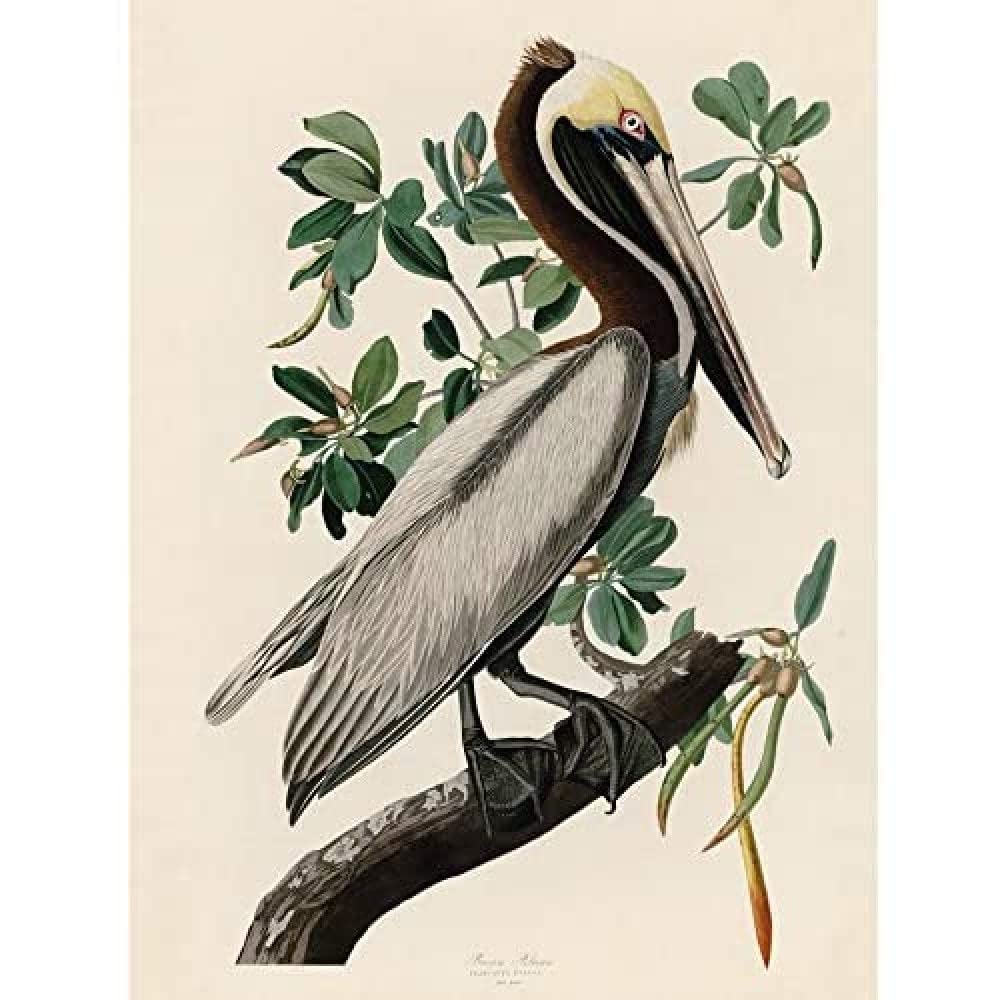 Artery8 Audubon Birds America Brown Pelican Art Print Canvas Premium Wall Decor Poster Mural