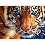 SimingD DIY 5D Diamond Painting by Number Kits, Full Drill Crystal Rhinestone Embroidery Pictures Arts Craft for Home Wall Decor Gift,Aggressive Tiger,11.8x13.8in