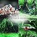 Benibachi - Planaria Zero 20g