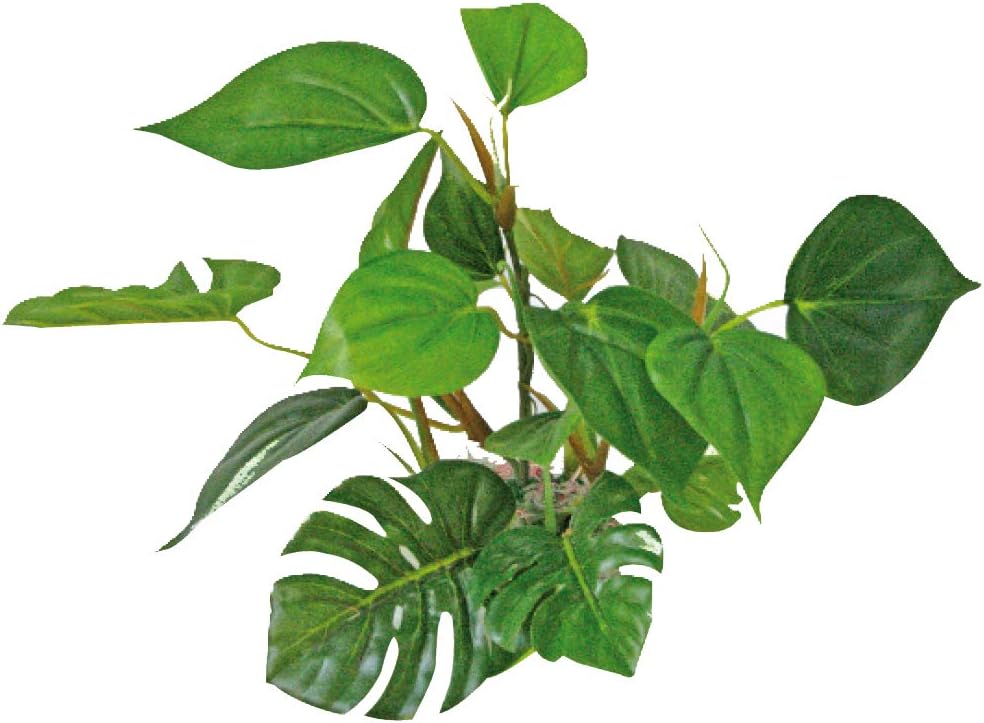 WAVE Plant Replica Anubias, 20 cm, Grün