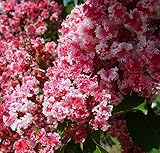 Peppermint Lace Crape Myrtle Lagerstroemia indica 