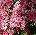 Peppermint Lace Crape Myrtle Lagerstroemia indica “Nana” 5" Tall Healthy Potted Plants - 3 pack