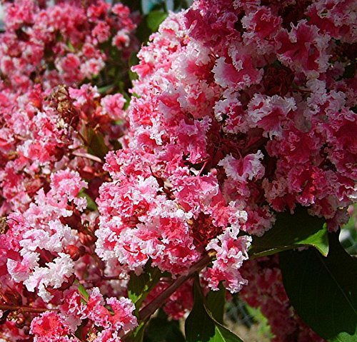 Peppermint Lace Crape Myrtle Lagerstroemia indica Peppermint Lace Crape Myrtle Lagerstroemia indica