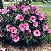Rose Mallow Seeds for Planting (50 Seeds) - Swamp Rosemallow, Marshmallow - Hibiscus moscheutos