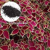 ZEROYOYO Aquarium Water Plant Grass Seeds Glossostigma Elatinoides Hemianthus Callitrichoides Aquatic Fish Tank Decoration Landscape Package of 3 Bags (Colour Leaf)