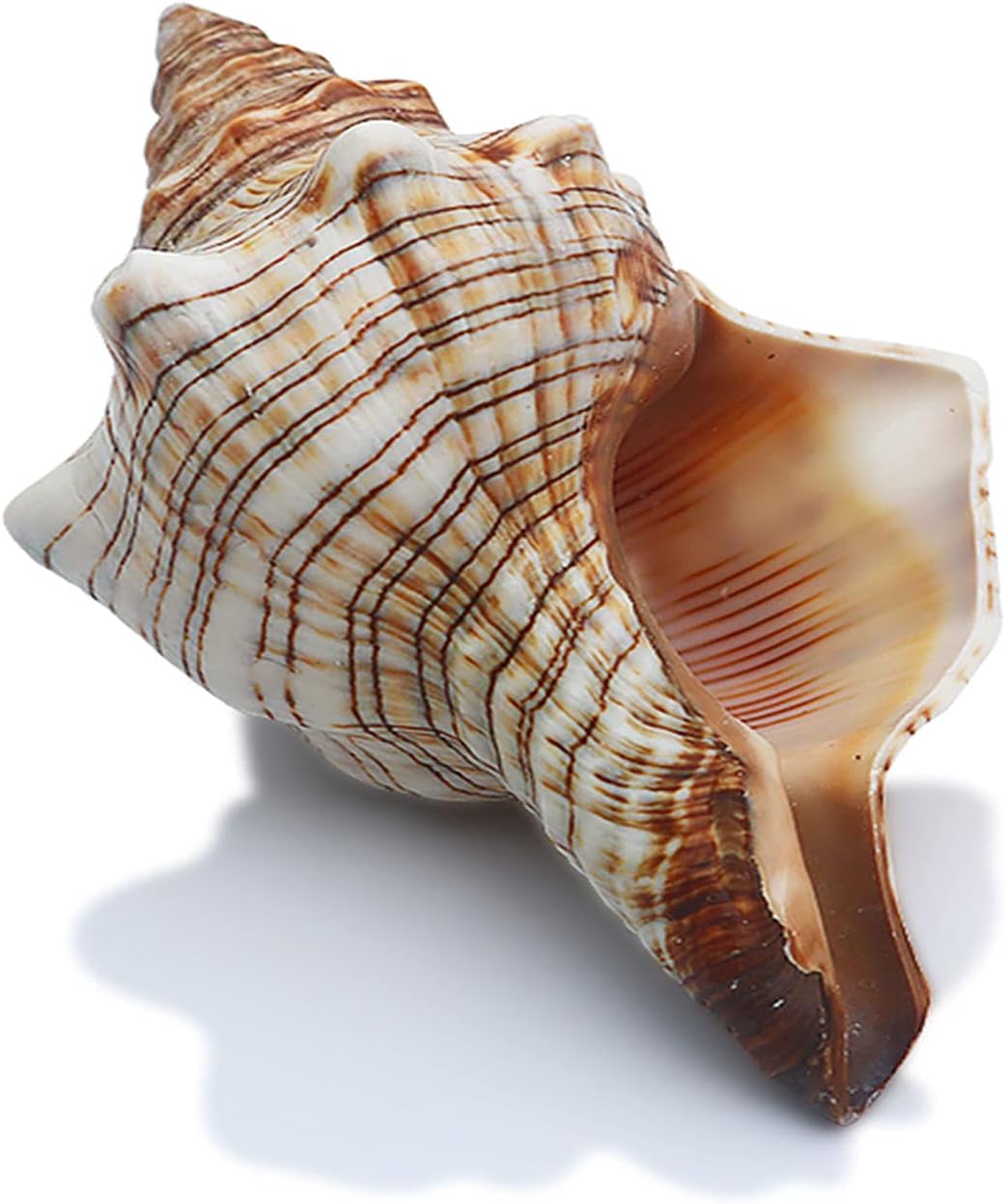 Vase Fillers - SINKOO 2PCS Conch Shell Large Natural Seashells Perfect for Fish Tank Wedding Decor Beach Theme Party Home Decorations