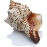 SINKOO 2PCS Conch Shell Large Natural Seashells Perfect for Fish Tank Wedding Decor Beach Theme Party Home Decorations
