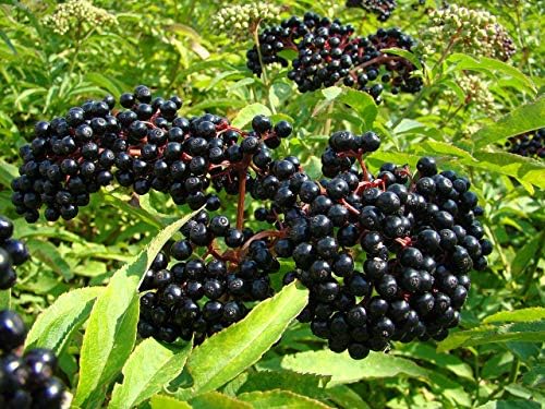 owzoneplant 1 Plant in 2 Gallon Pot Wilder Native Elderberry Bush - Fruit Shrub