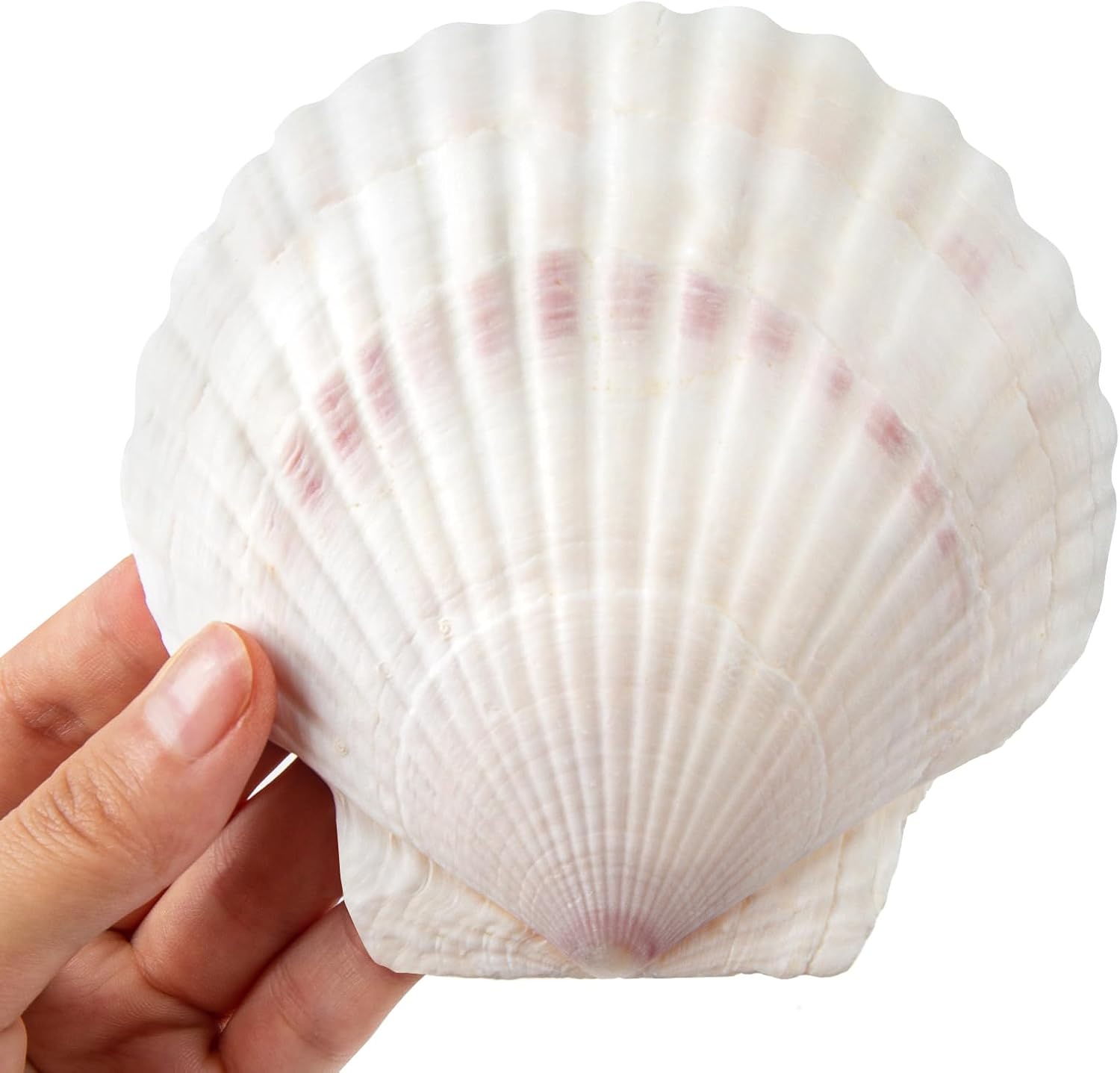 Vase Fillers - Scallop Shells White Natural Seashell 8 PCS for DIY Craft Mermaid Beach Wedding Home Decoration(4-5inch)